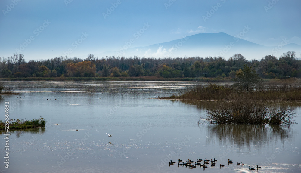 Landscape of a lake during the day, with ducks and cormorants in the water, trees with brown leaves and a mountain in the background sorrounded by mist.