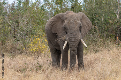 Elefant 60