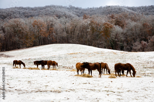 Frosty Horses