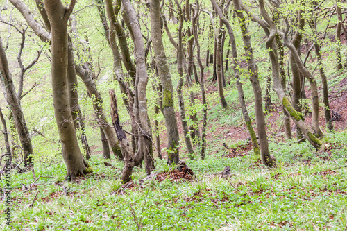 Green dark forest - Mons Klint, Denmark