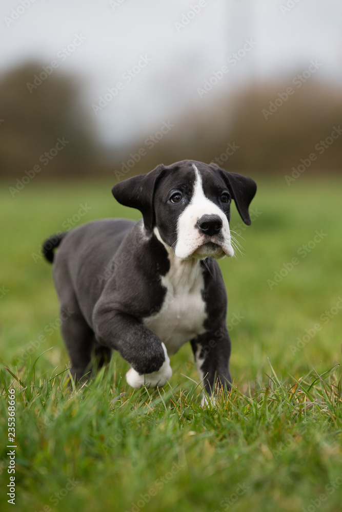 Deutsche Dogge Welpe Deutsche Dogge Welpe