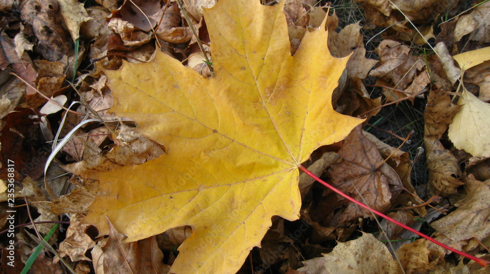 autumn leaves