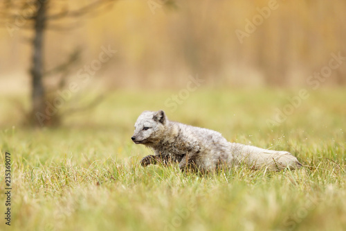 Arctic fox (Vulpes lagopus) also known as polar fox in summer