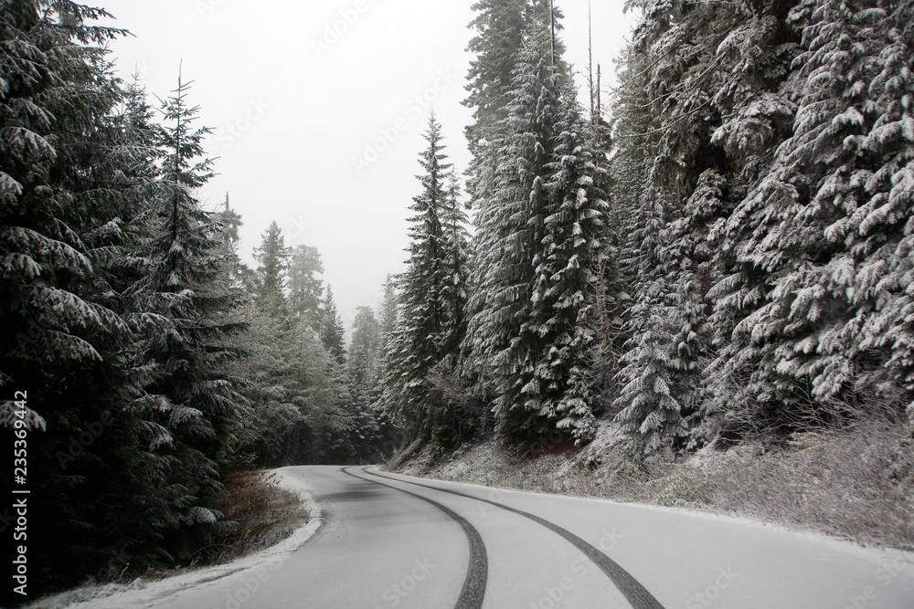 Obraz premium road in winter forest