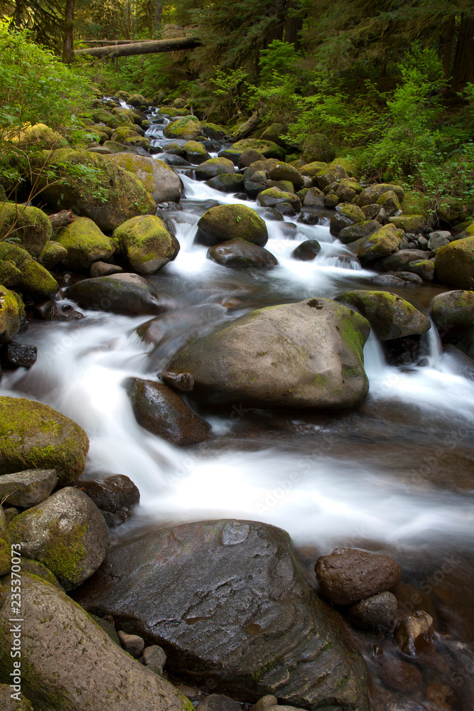 stream in forest