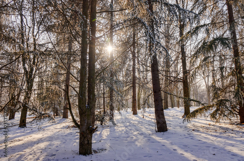 Forest under snow © vladimirnenezic
