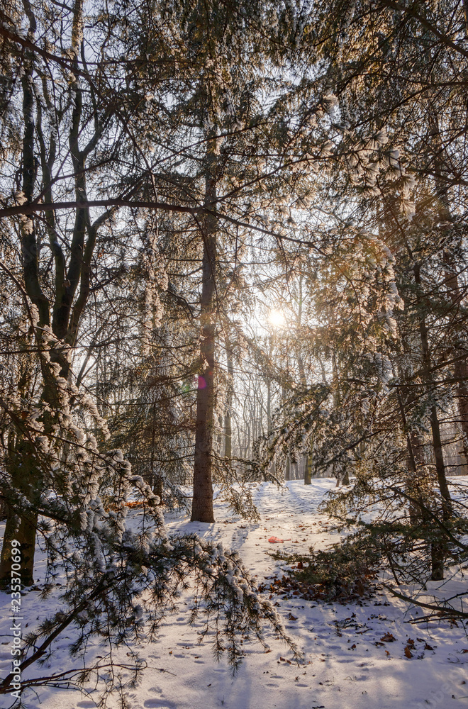 Fototapeta premium Forest under snow