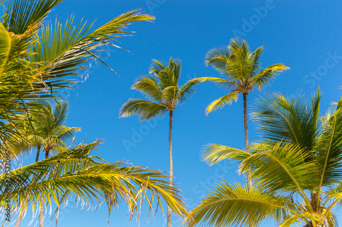 Palm trees in the resort of Punta Cana.