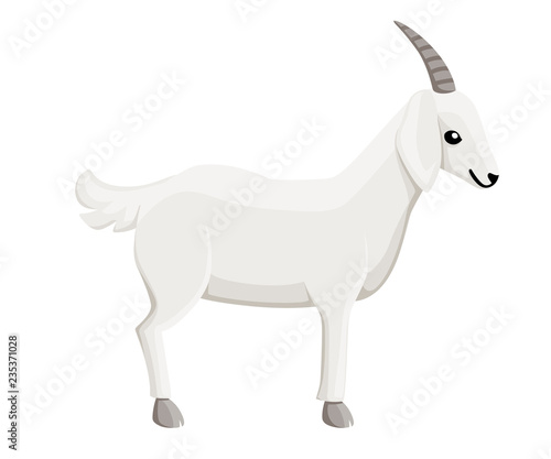 Male white goat with horns. Farm domestic animal. Flat style animal design. Vector illustration isolated on white background