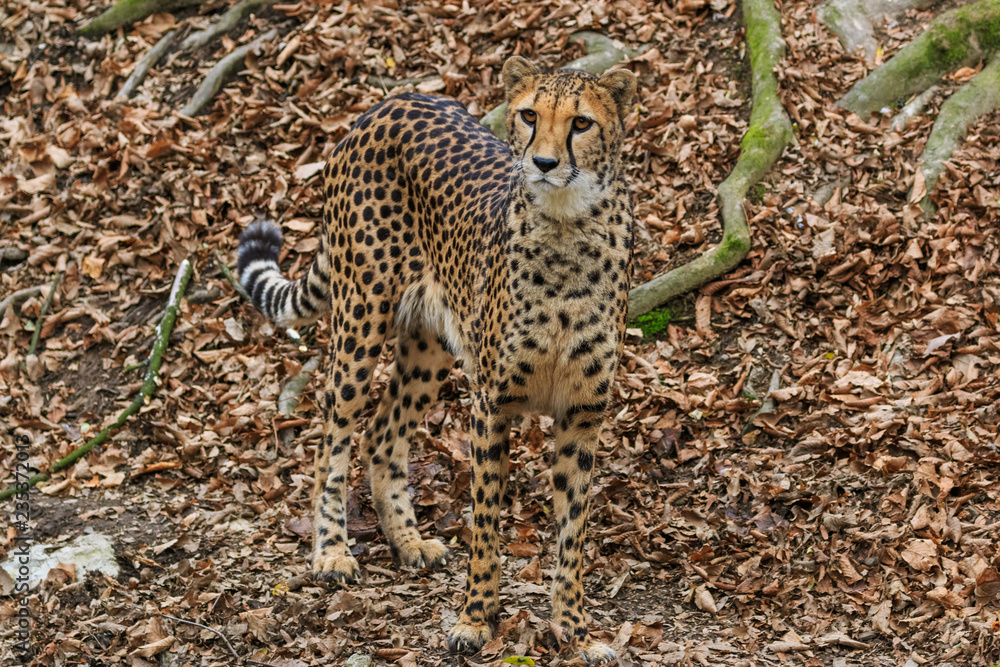 Female cheetah camouflage Stock Photo