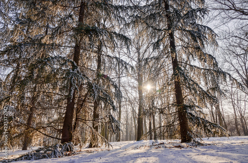 Forest under snow © vladimirnenezic