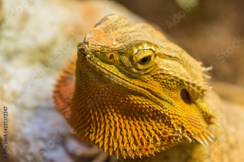 Adult bearded dragon  agama  Pogona vitticeps  lizard in terrarium 