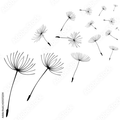 Abstract black dandelion, flying seeds of dandelion - stock vector
