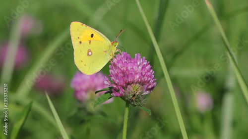 Colias Croceus,  Marismas de Alday, Camargo, Cantabria