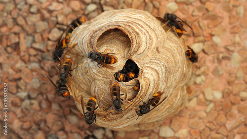 Nido de Vespa Velutina o avispa asiática