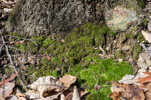 background of autumn foliage, moss, bark and stone