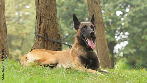 Fotografia Pastor belga malinois
