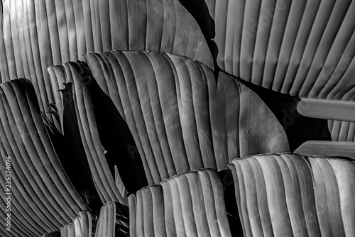 banana leaf - detail - black and white picture