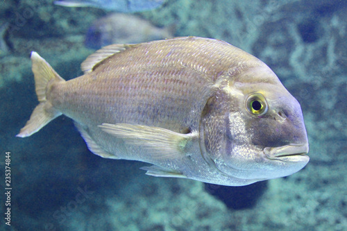 Silver-colored fish with large yellow eyes and sharp fins swimming in greenish-blue water