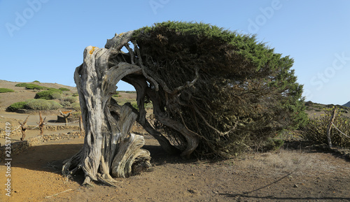 Este es el símbolo de la isla de El Hierro, se denomina La Sabina, Sabinosa, El Hierro, Islas canarias, España