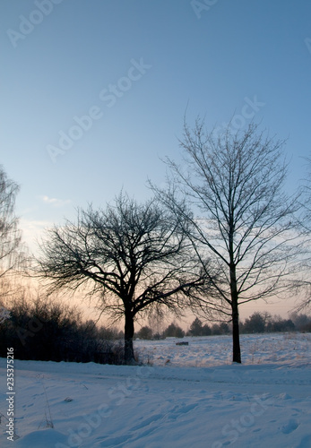 tree in winter © Piotr Zawisza