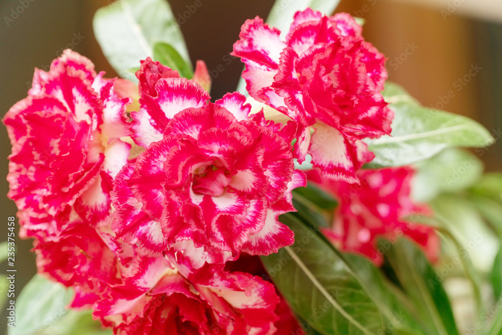 Adenium or desert rose flowers on tree. Beautiful red and white blossom adenium flower on nature background. Adenium or desert rose flowers on tree. Beautiful red and white blossom adenium flower on nature background.