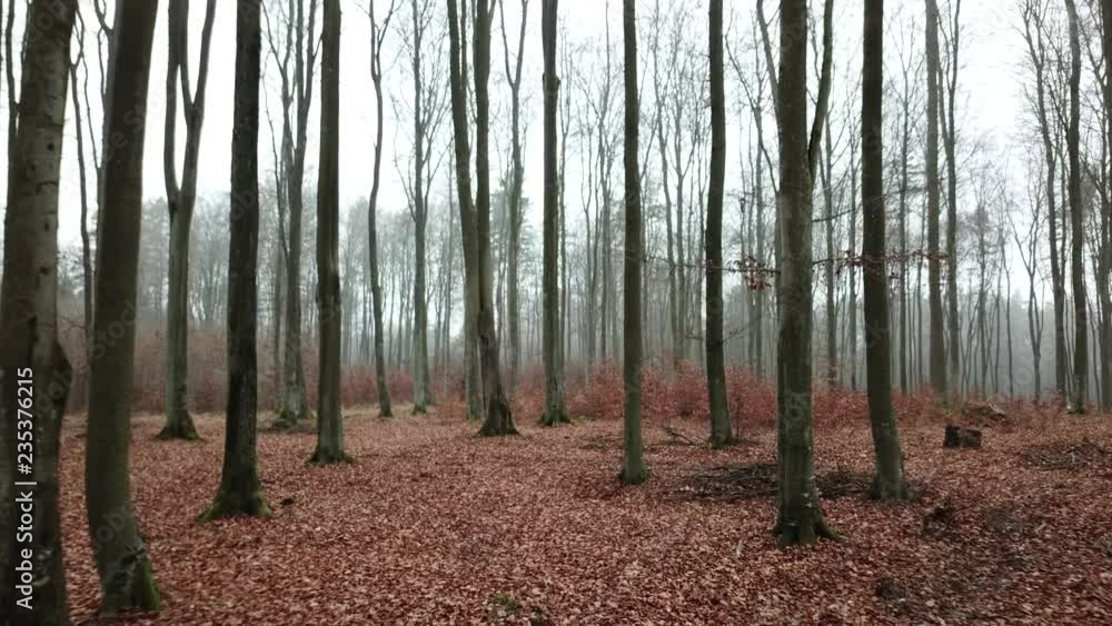 road path woods fog autumn trees bushes hoarfrost fog gray gloomy road path woods fog autumn trees bushes hoarfrost fog gray gloomy