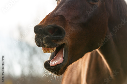 Fototapeta Naklejka Na Ścianę i Meble -  Gähnendes Pferd