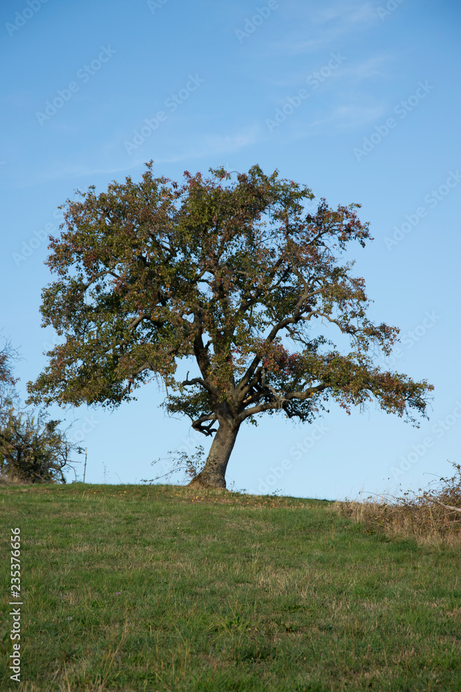 Obraz premium tree and blue sky