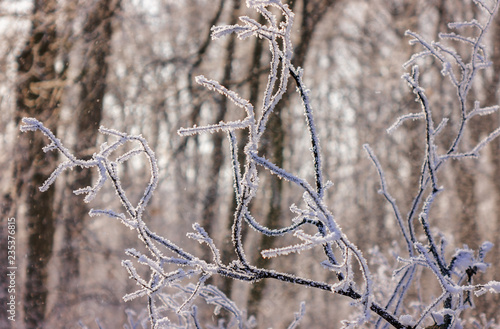 Wallpaper Mural Trees under snow Torontodigital.ca