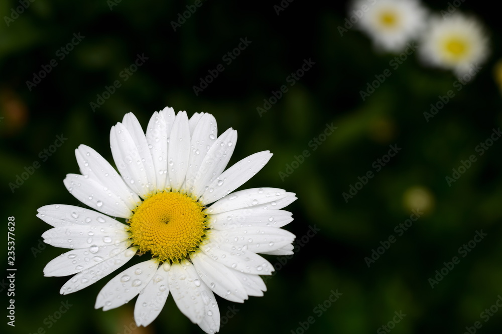 einzelne weiße Kamille, Blume im Sommer nach dem Regen, dunkler Hintergrund einzelne weiße Kamille, Blume im Sommer nach dem Regen, dunkler Hintergrund