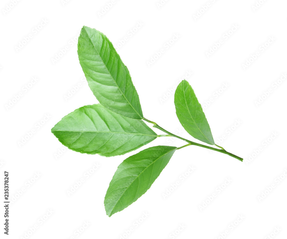 Fresh twig with green citrus leaves on white background Fresh twig with green citrus leaves on white background