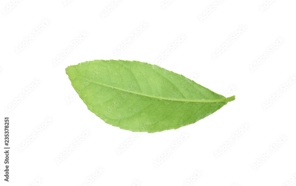 Fresh green citrus leaf on white background Fresh green citrus leaf on white background