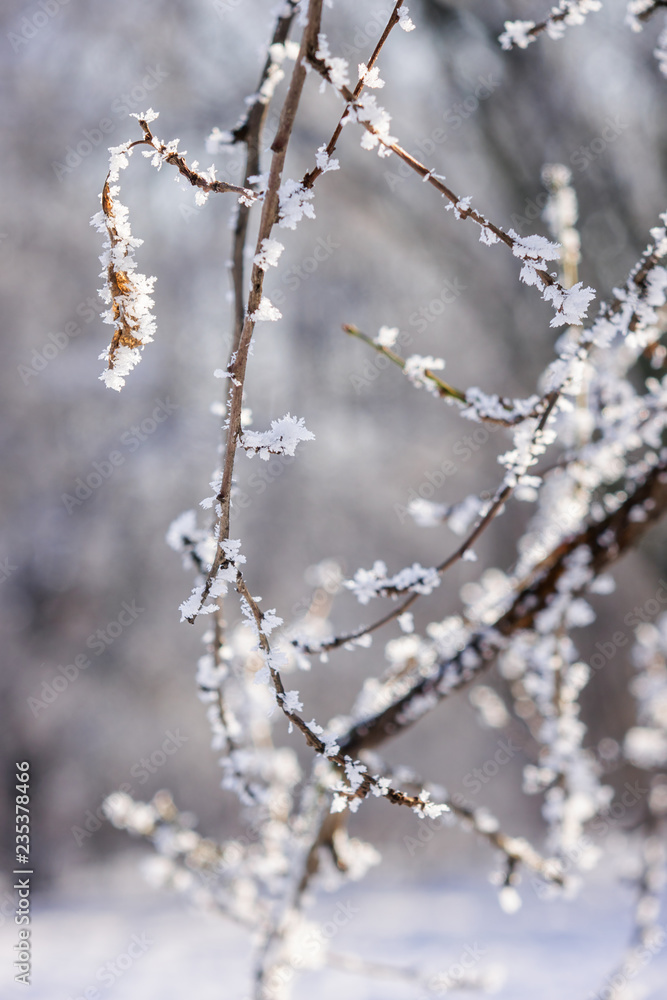 Trees under the snow Trees under the snow