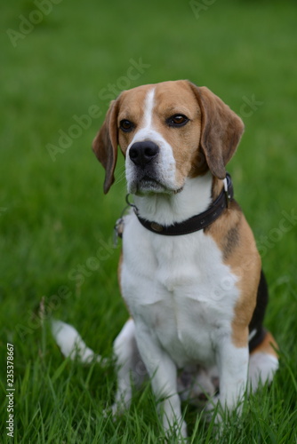 Einzelner Beagle schaut Treu, freigestellt auf grünem Gras