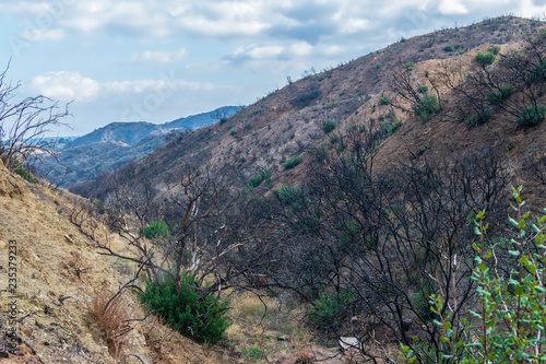 Recent forest fire hillsides one year after fire damage with new growth