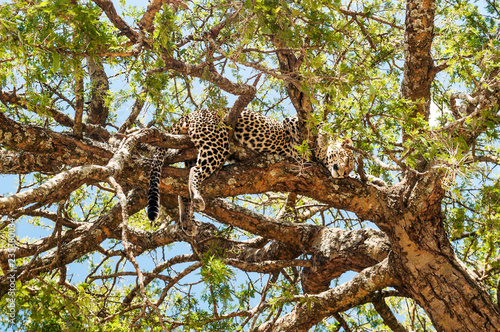 Leopard on the branches of a tree in the savannah of Tanzania