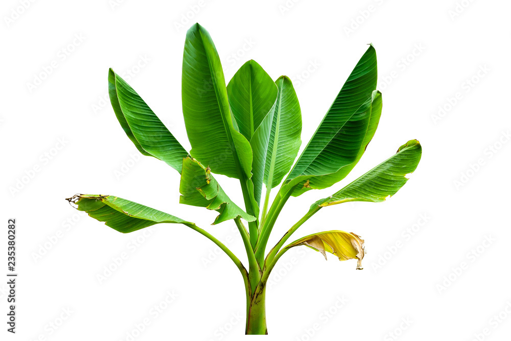 Fototapeta premium tropical banana palm tree isolated on white background