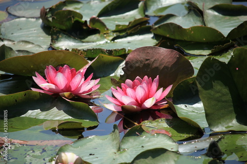 Fototapeta Naklejka Na Ścianę i Meble -  Pink water lily