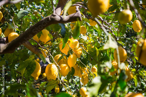 the delights of Sorrento