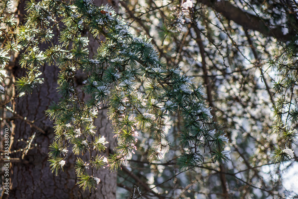 Fototapeta premium evergreen trees under the snow