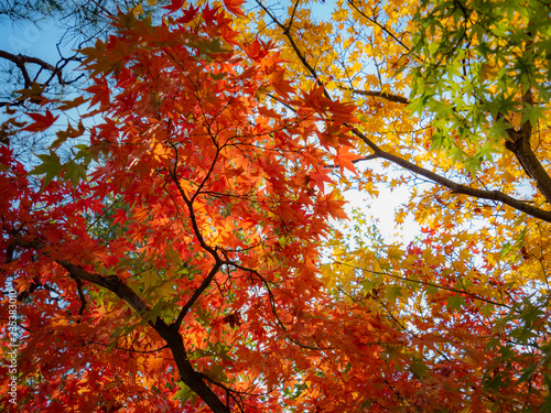 Kyoto Autum first two week of Nov, 2018