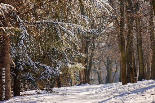 Wallpaper Mural Trees under snow Torontodigital.ca