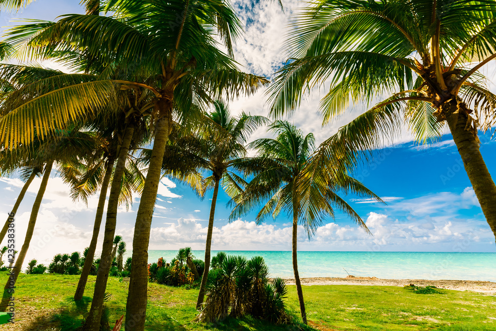 pretty, nice amazing natural landscape view of Varadero Cuban beach and tranquil, turquoise ocean on blue sky background, tropical garden, sunny day pretty, nice amazing natural landscape view of Varadero Cuban beach and tranquil, turquoise ocean on blue sky background, tropical garden, sunny day