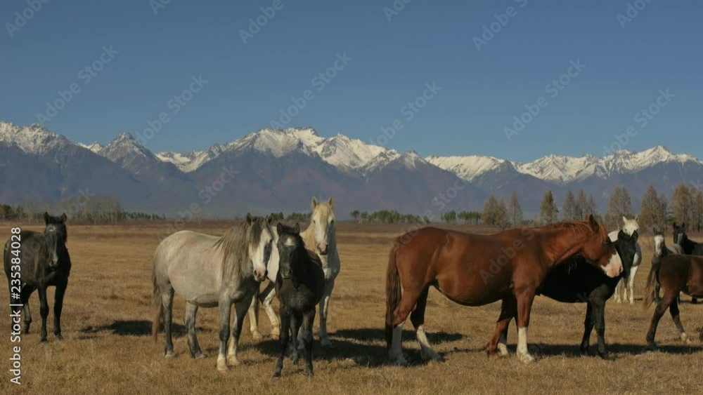 Walking and running horse. Horses moves slowly against the background of the grazing herd. Herd of horses running on the steppes in background snow-capped mountain. Slow Motion at rate of 180 fps. Walking and running horse. Horses moves slowly against the background of the grazing herd. Herd of horses running on the steppes in background snow-capped mountain. Slow Motion at rate of 180 fps.