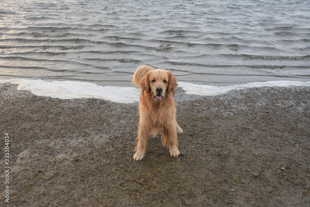 Dog on beach Dog on beach