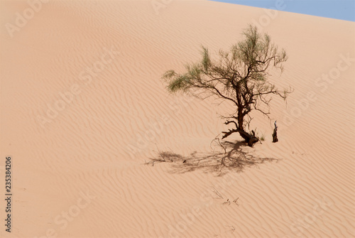 A single tree in the desert in Oman