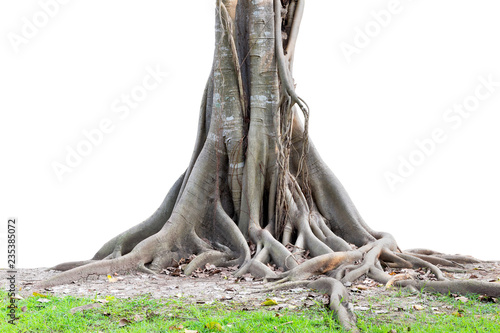 Big tree roots spreading out beautiful and trunk isolated on white background.