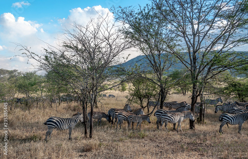 Zebras in the savannah of Tanzania