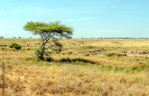 Fields in Tanzania on a sunny day